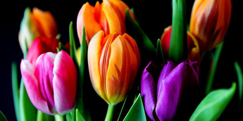Gekleurde tulpen